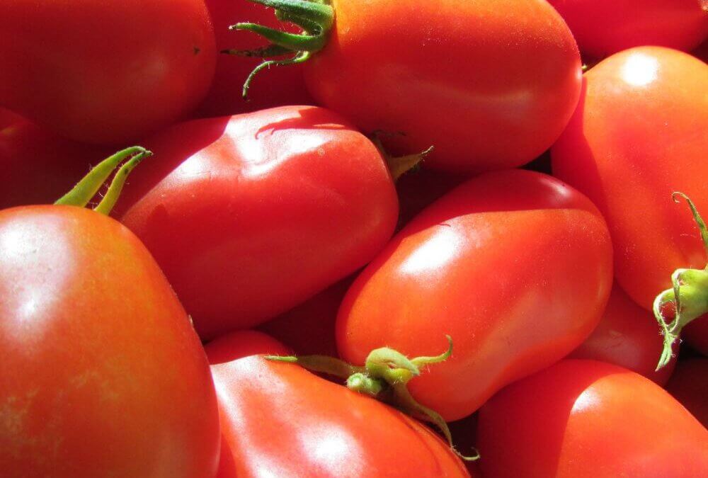 Saladette Tomato F350