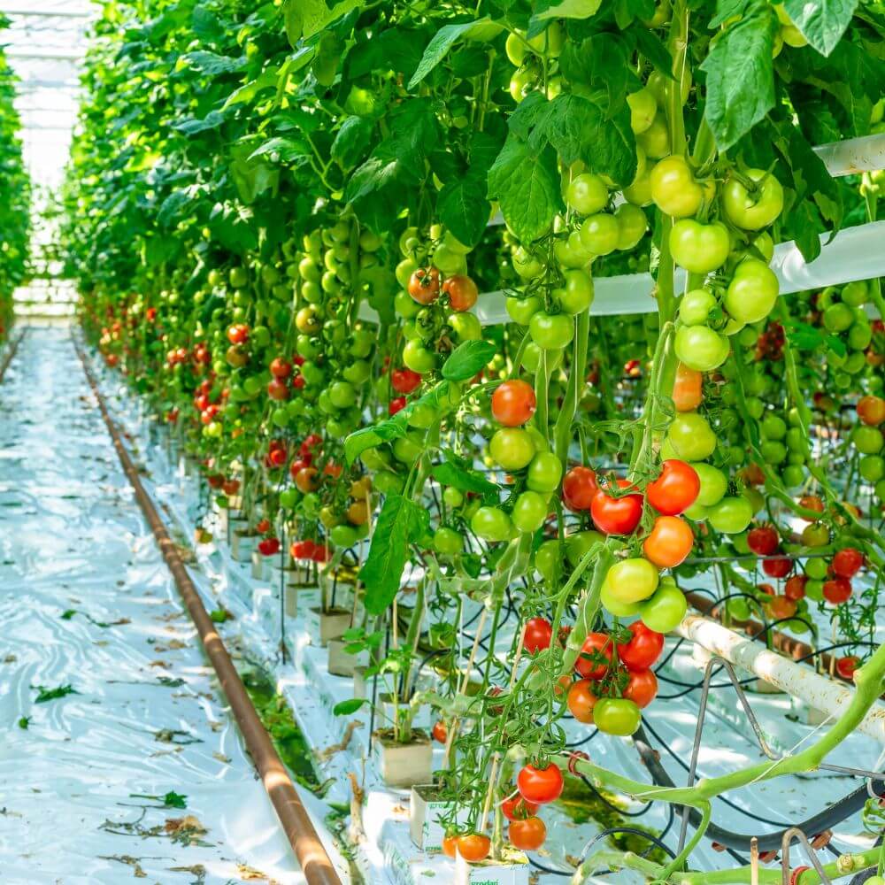 Tomato Fertigation Program - Hygrotech Featured Image