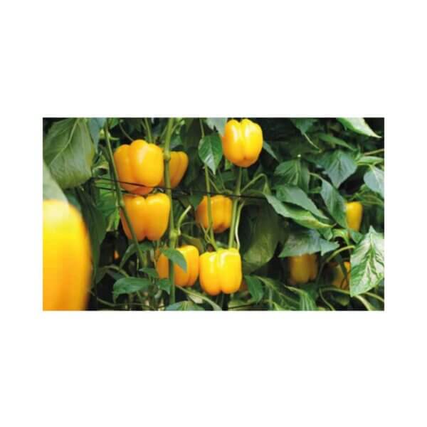 Sweet Pepper _ Blaine F1 _ Blocky