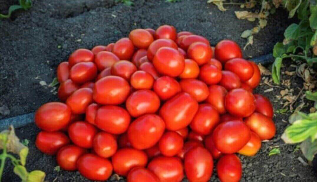 Tomato _ Supreme _ Det Processing