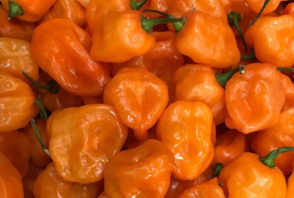 Habanero Ember F1