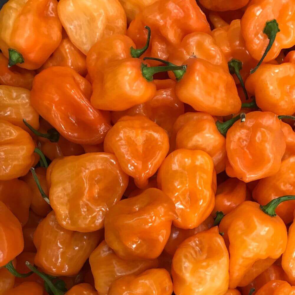 Habanero-Ember-F1-Featured-Image