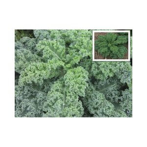 Kale _ Southern Blue _ Curly