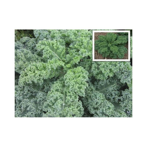 Kale _ Southern Blue _ Curly