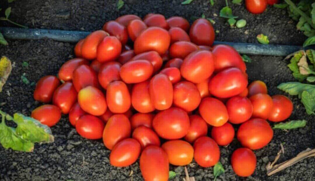 Tomato _ Supreme _ Det Processing