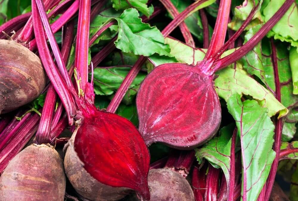 Beetroot Scarlett F1 Spotlight