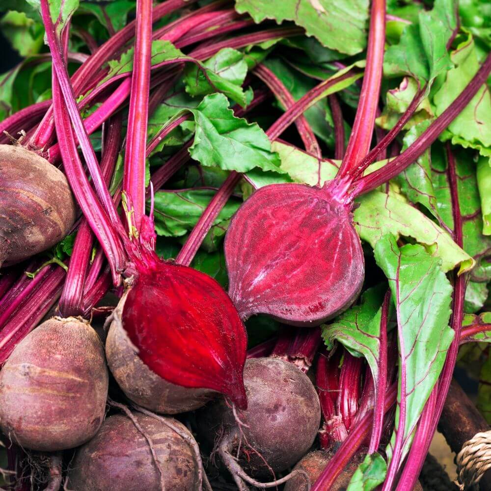 Spotlight on Beetroot Scarlett F1 (Featured Image)