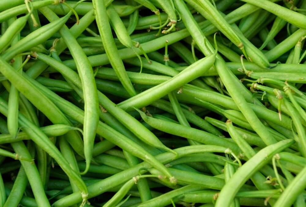 Magma Collection: Green Beans