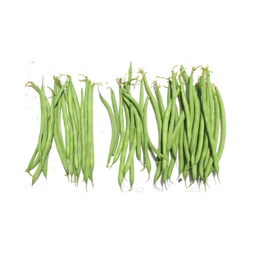 DOUGLAS (Bush Bean)