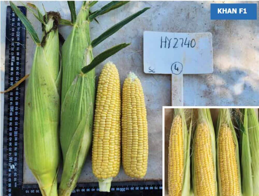Be amayzed: Sweetcorn ear of HY2740, photographed both with husk intact and with husk removed to show kernel formation.