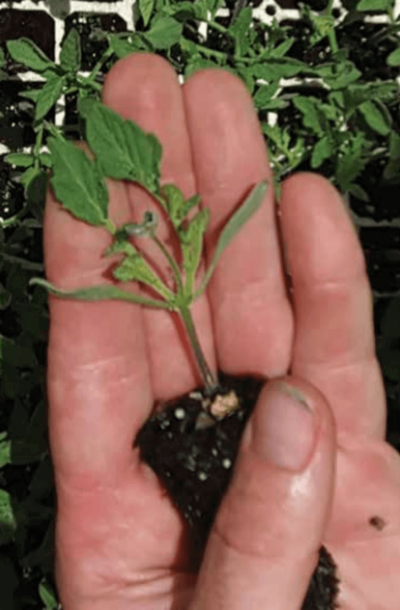 Blind Tomato Seedlings
