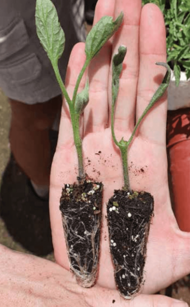 Blind Tomato Seedlings