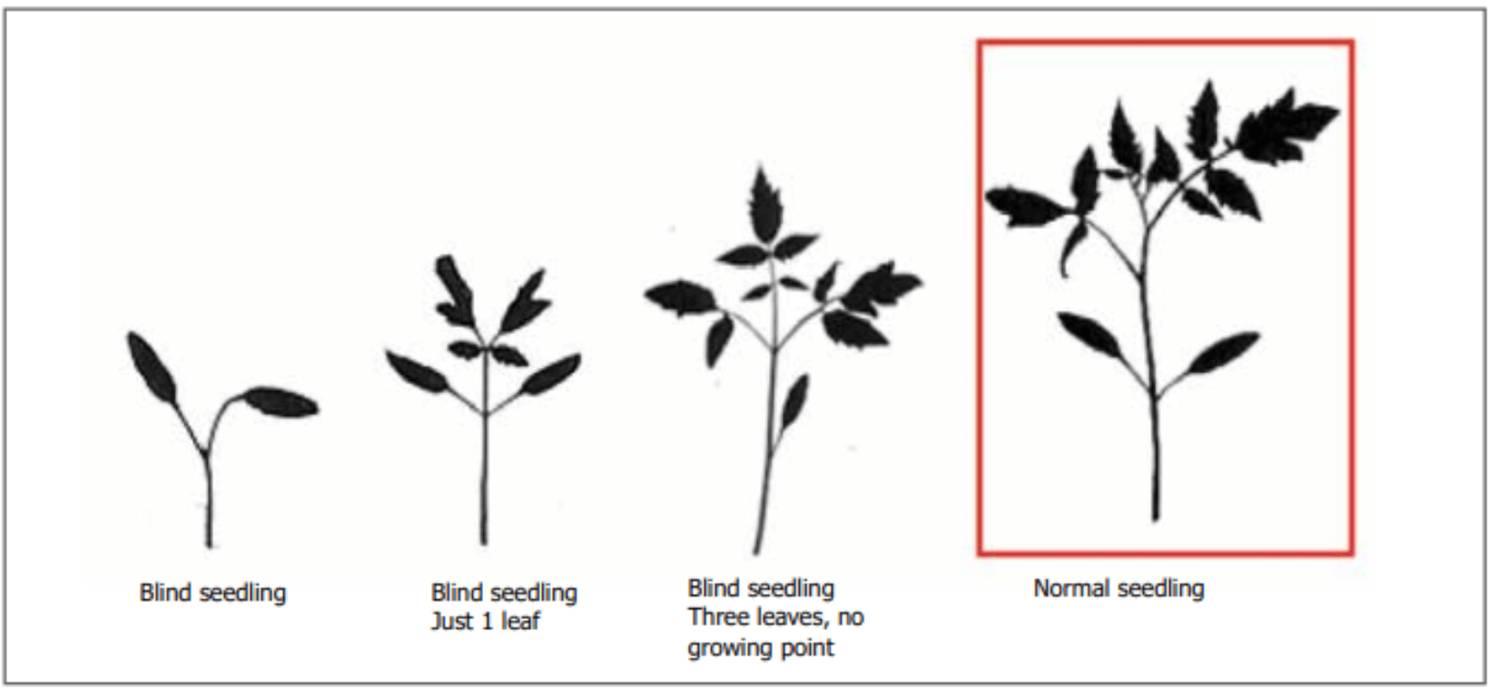 Blind Tomato Seedlings