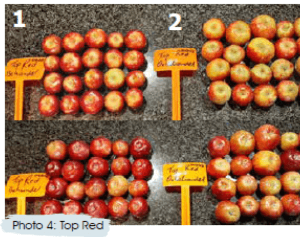 Be amayzed: Sweetcorn ear of Caramelo F1 photographed with husk intact and husk removed to show kernel fill. A ruler is placed alongside the cob for scale, though markings are not clearly visible.