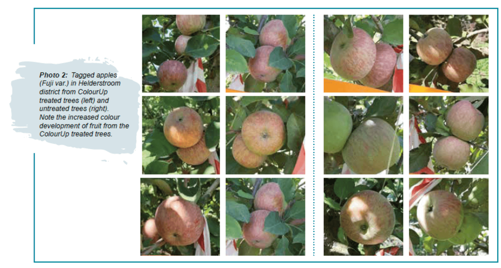 Table comparing ear information of five sweetcorn cultivars (Sherbet F1, Mirza F1, Baha F1, Carmelo F1, Khan F1) showing plant height, tassel height, ear height, kernel rows, kernel diameter, ear length, ear diameter, and tip fill characteristics.