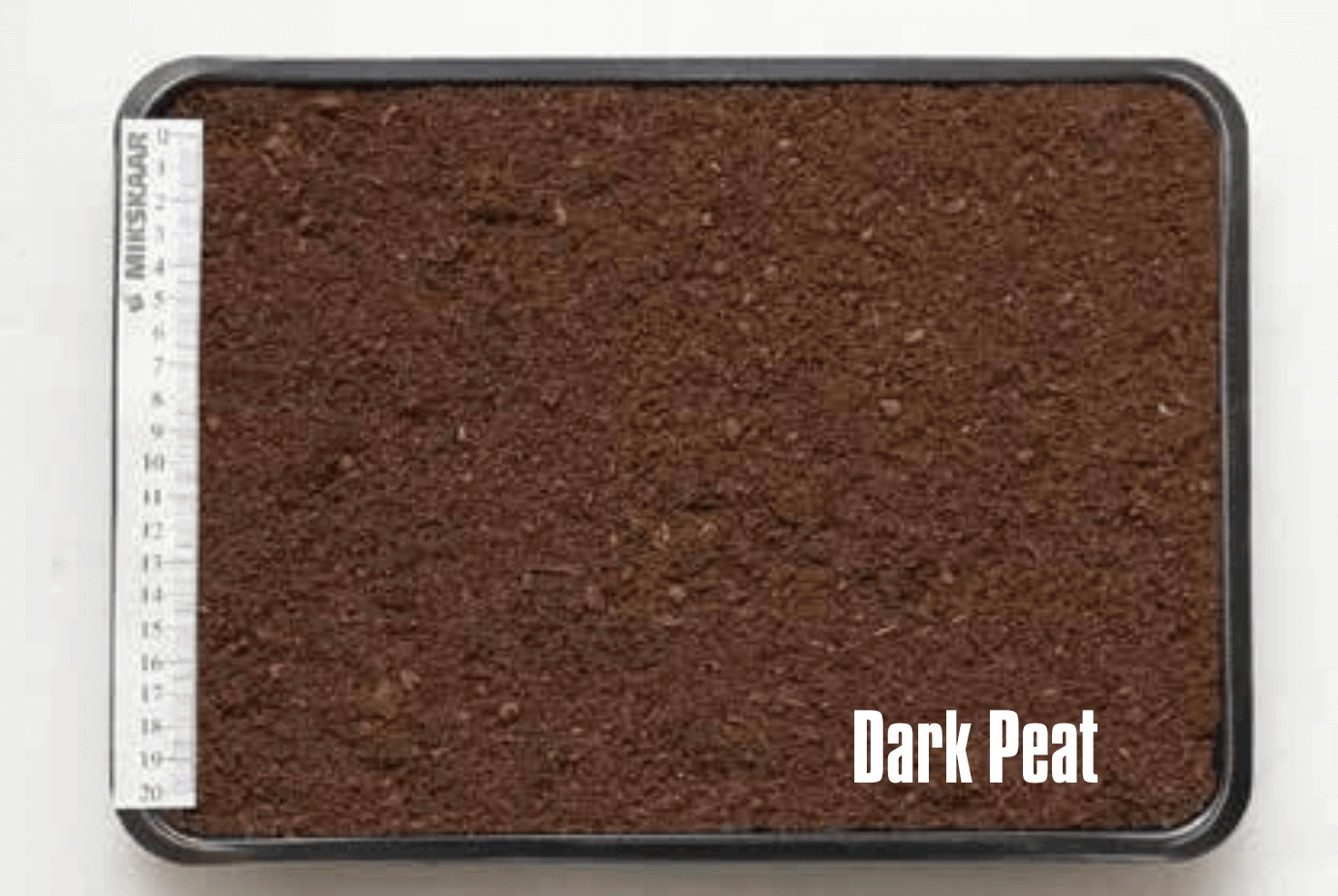 Blind Tomato Seedlings