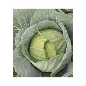 Granada F1 Cabbage