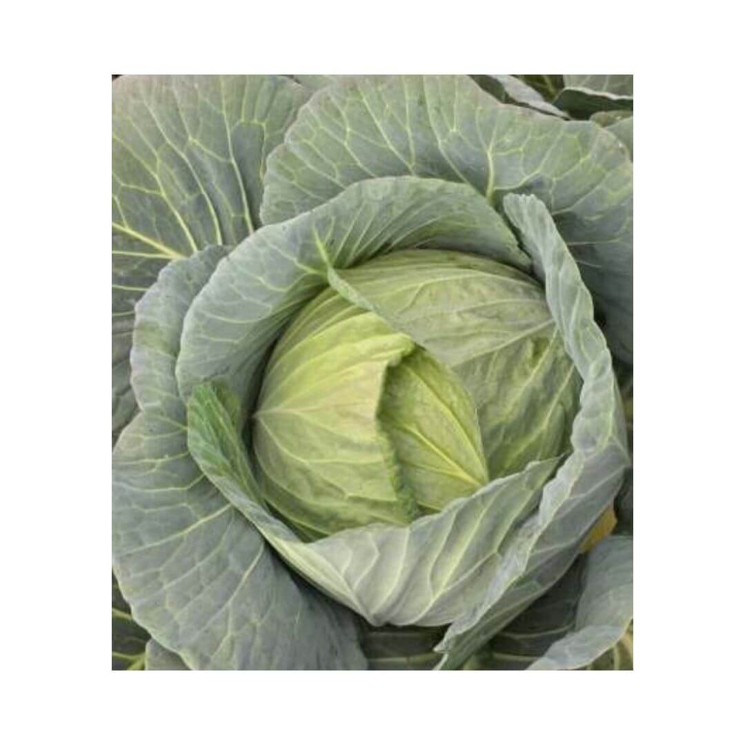 Granada F1 Cabbage