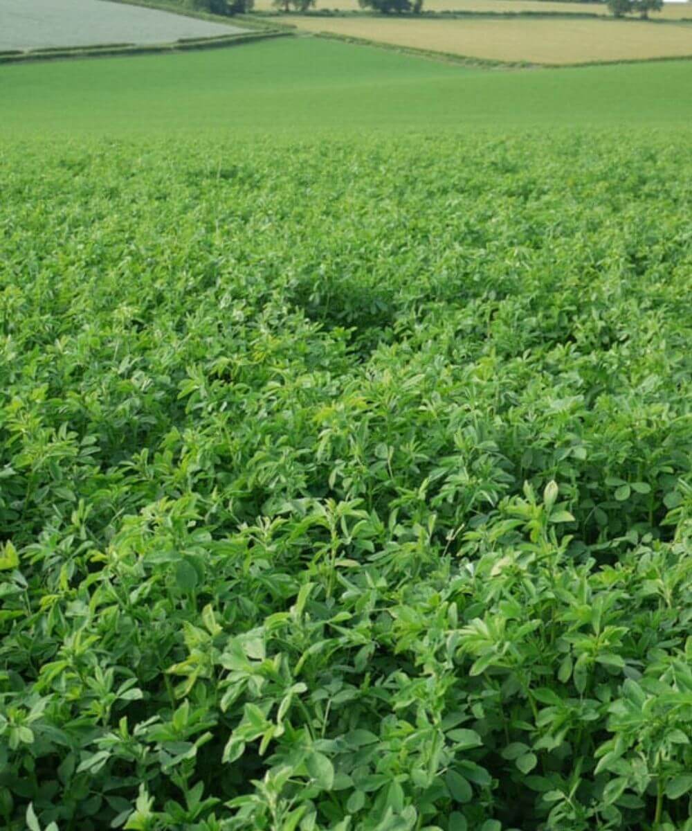 Why Foliar Feed a Plant?