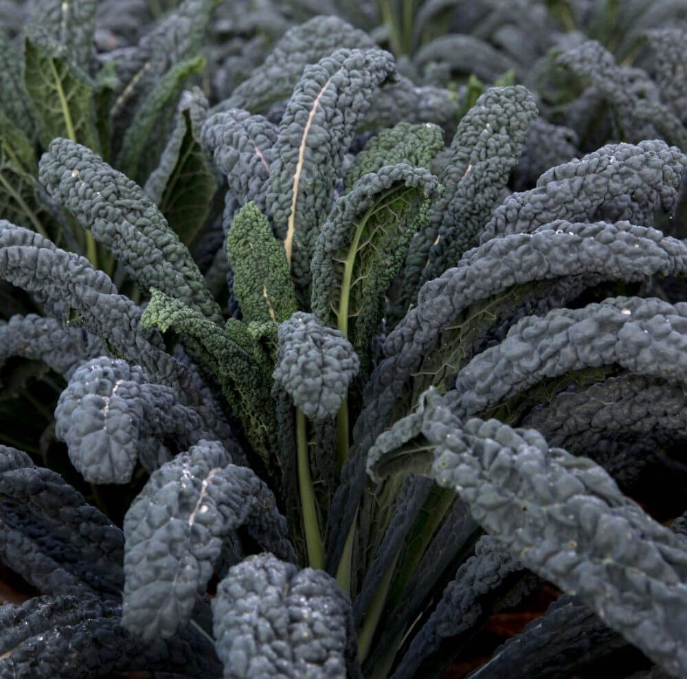 Why Foliar Feed a Plant?