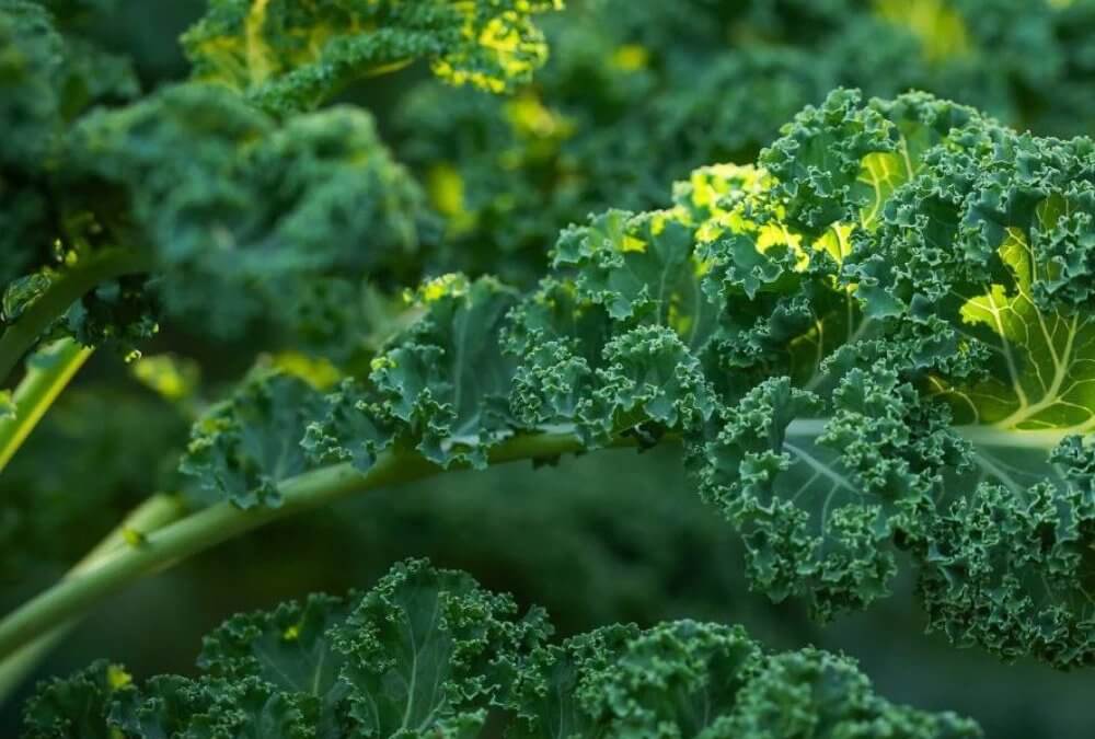 Kale: The Mighty Superfood
