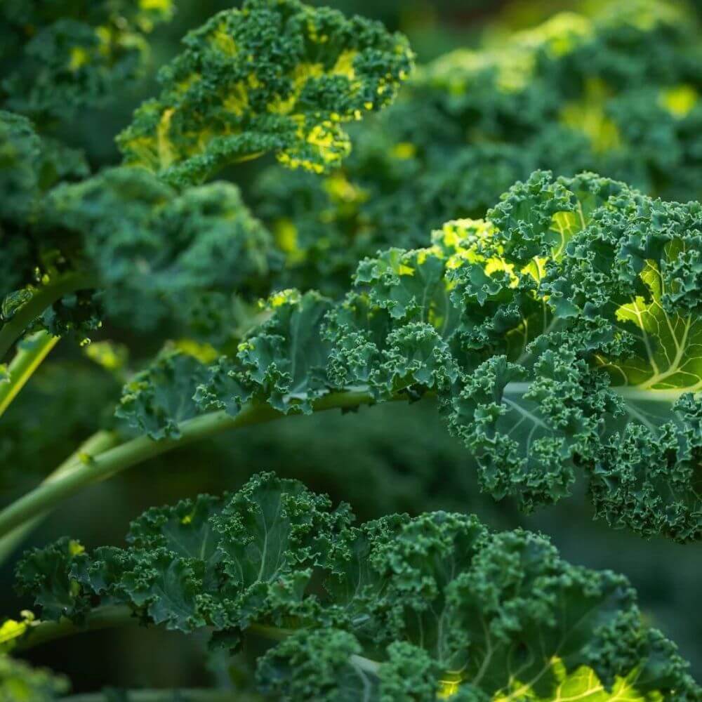 Kale_The_Mighty_Superfood_Featured_Image