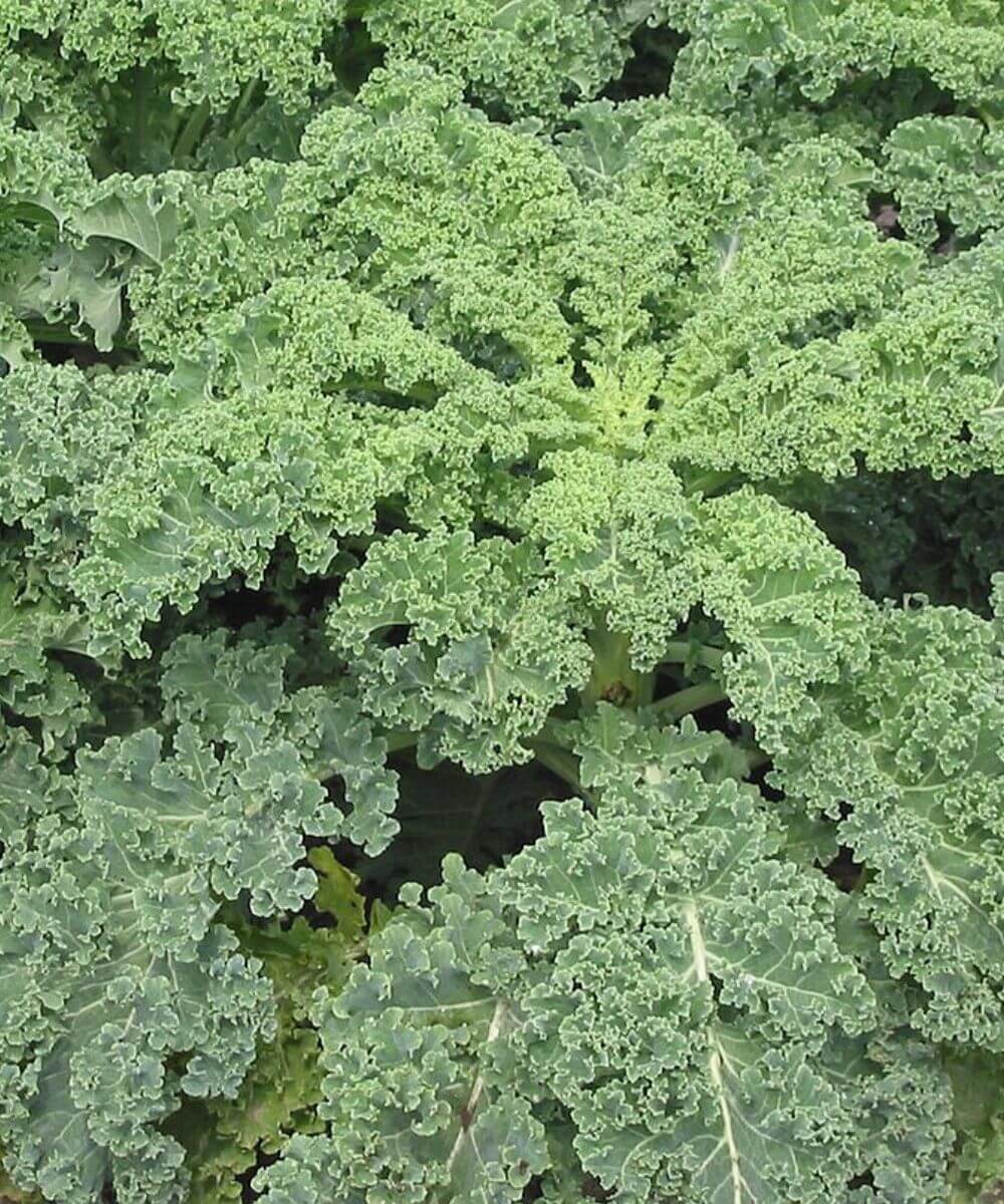 Why Foliar Feed a Plant?