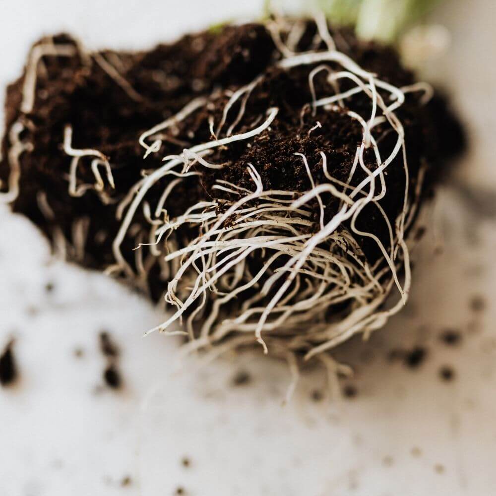 Kic-Starter for Stronger Roots